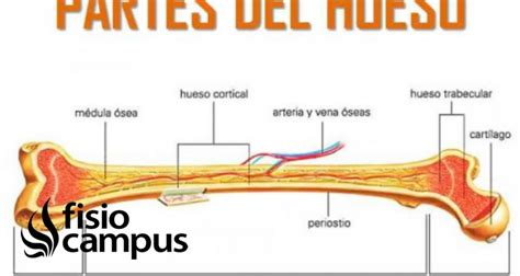 Hueso Qué Es Dónde Se Encuentran Componentes Partes Y Lesiones