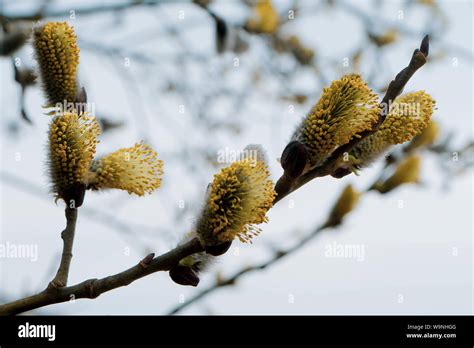 Macro Photo Wide Screen Closeup Art Picture Of Pussy Willow Branch With White Sky On Background