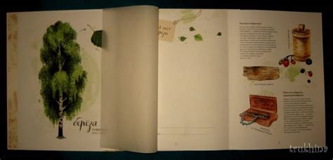 Книга: Мой гербарий. Листья деревьев - Анна Васильева. Купить книгу ...