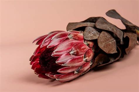 Fynbos Aesthetic Images Free Photos Png Stickers Wallpapers