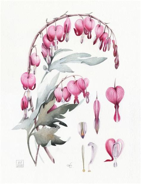 Ботанические иллюстрации и натюрморты - Страница 3 - | Flower drawing ...