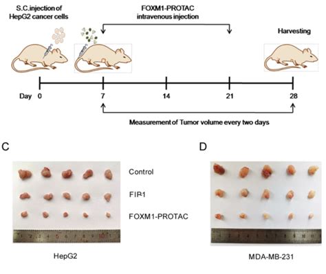 J Exp Clin Cancer Res Foxm1的生物靶向降解是一种有吸引力的治疗肿瘤策略 癌症研究专区 生物谷