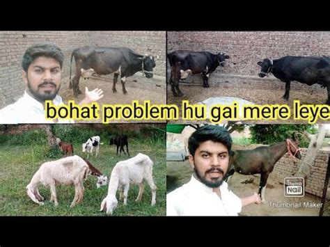 Cow Ko Motion Lag Gay Youtube