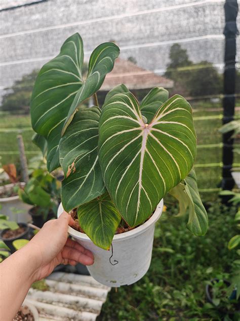 Philodendron Gloriosum Thiya Garden Wholesale Rare And Variegated