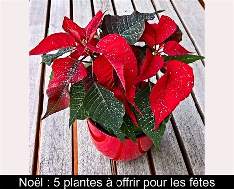 Noël 5 plantes à offrir pour les fêtes