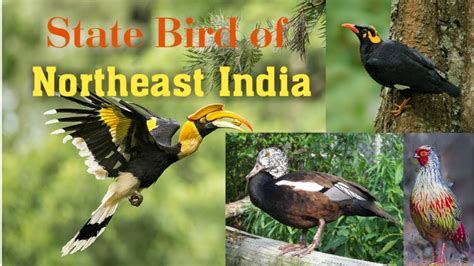 State Bird Of Northeast Indian Bird Youtube