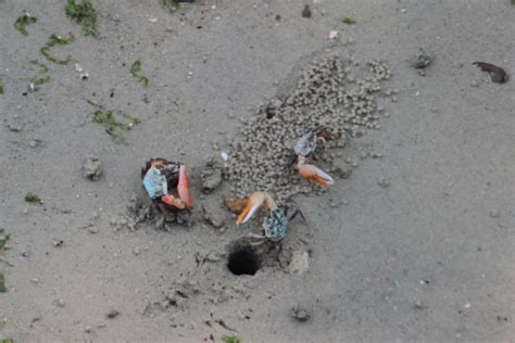 Adventures With The Naked Hermit Crabs 2015 Free Guided Walks At Chek Jawa Boardwalk With The