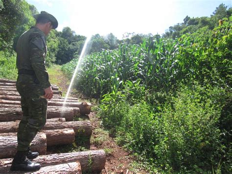 Batalh O Ambiental Flagra Destrui O De Vegeta O Nativa Em Nova