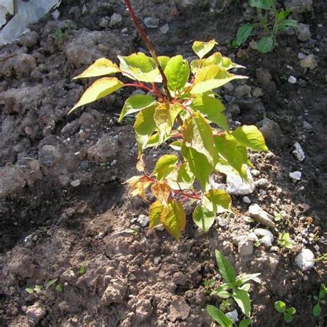 Абрикос Черный бархат (19 фото): описание сорта, отзывы дачников ...