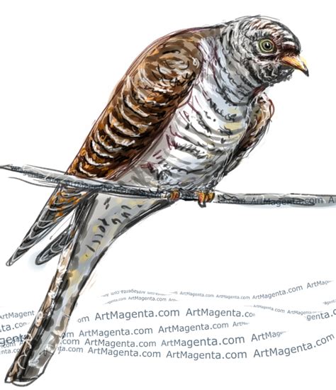 Birds: Cuckoo