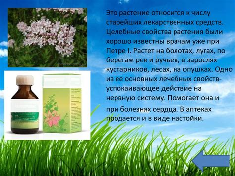 Лекарственные растения - презентация онлайн