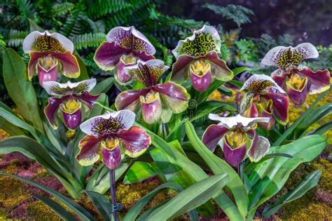 Orchid Shaped Paphiopedilum Callosum Stock Photo Image Of Bloom