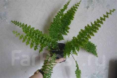 Папоротник кудрявый длиннолистный, лот на фото - Растения во Владивостоке