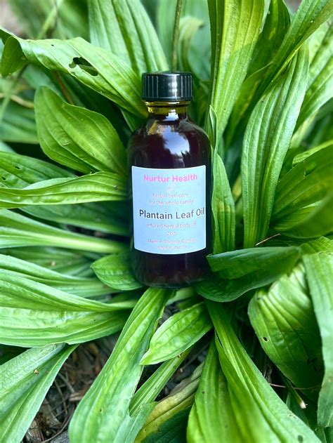 Plantain Leaf Herbal Oil – Nurtur Health