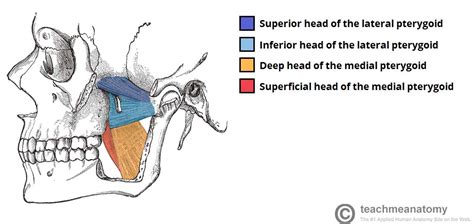 The Infratemporal Fossa Borders Contents Teachmeanatomy