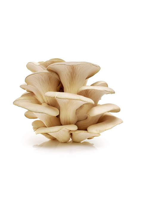 Organic Oyster Mushroom Sunfresh Organics