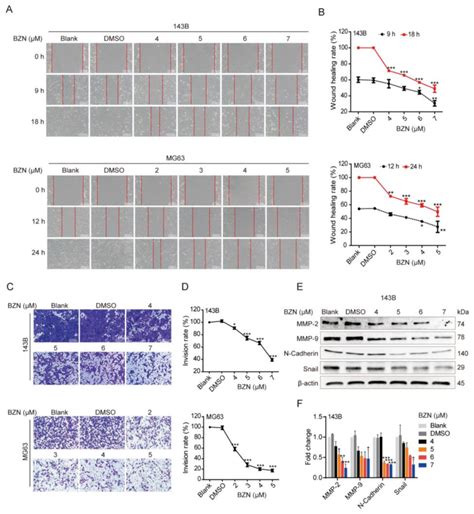 BZN Inhibits The Migration And Invasion Of OS Cells A The Effect Of