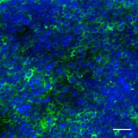 cdc antibody anti human realease miltenyi biotec india