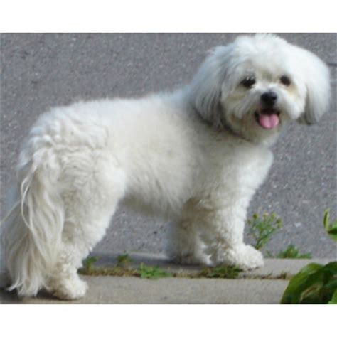 Шихпу (Shihpoo) собака. ФОТО, ЦЕНА, продолжительность жизни, вес ...