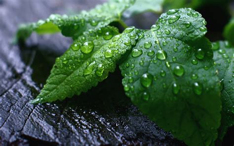 Download Water Drop Nature Leaf Hd Wallpaper