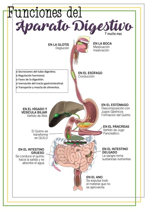 Funciones Del Aparato Digestivo By Lucero Cristina Ewe Issuu