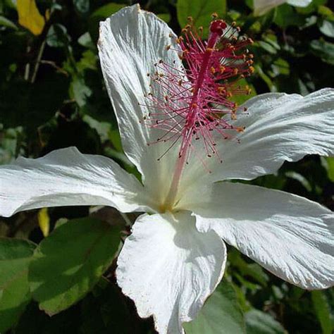 Гибискус древовидный «Арнотти» | Купить саженцы гибискуса по выгодной цене