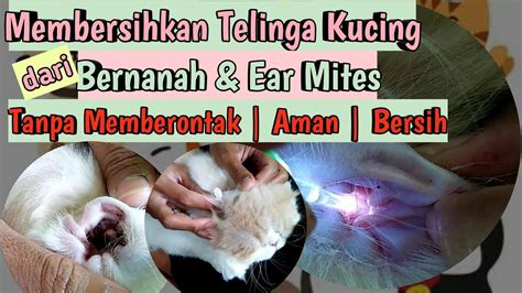 CARA MEMBERSIHKAN TELINGA KUCING MENGOBATI EARMITES Kutu Telinga PADA