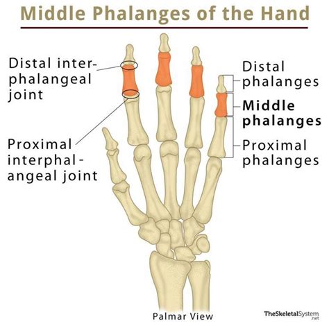 Pisiform Bone Definition Location Anatomy Functions And Diagram