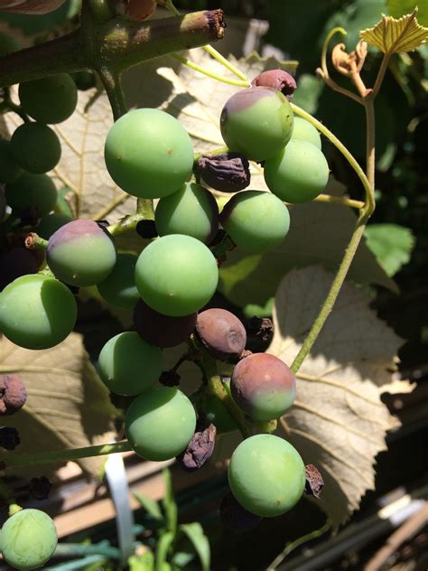 Concord Grape Vine With Brown Grapes Ask Extension