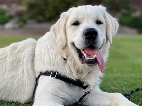 What Is An English Cream Golden Retriever Puppy In Training