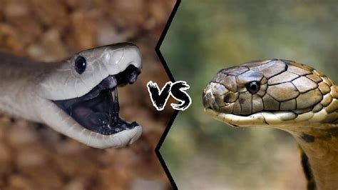 Black Mamba Vs King Cobra Fight