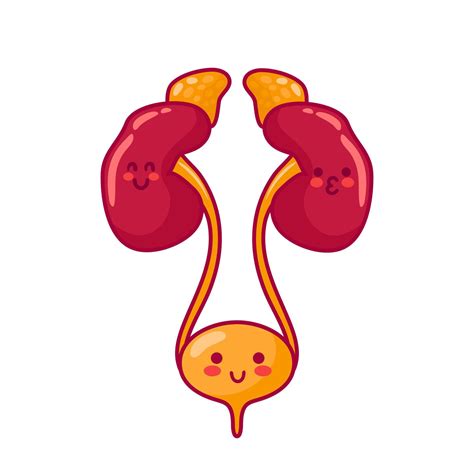 Human kidneys and bladder. Cute characters in kawaii style. Healthy