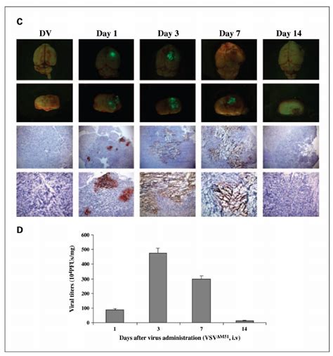 In vivo distribution of MV and VSV Δ M in CD nude mice bearing Download Scientific Diagram