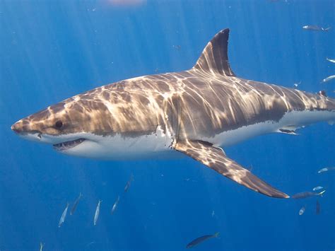 25 Great White Shark Facts
