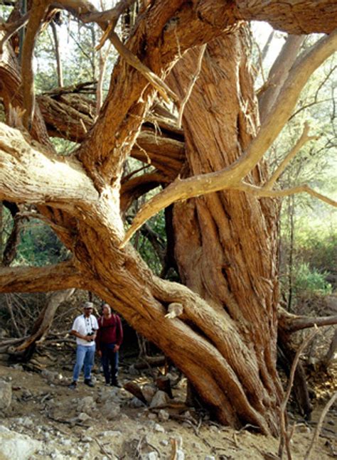 Why The Nascas Big Mistake Was To Cut Down The Huarango Tree The