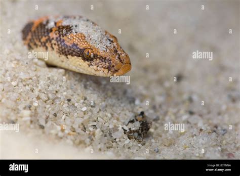 A Captive Kenyan Sand Boa Gongylophis Colubrinus Hides In A Sand Bed