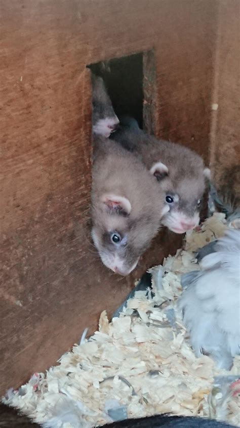 Peek A Boo Rferrets