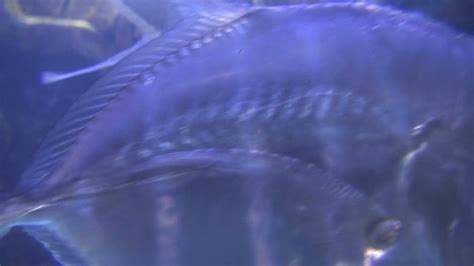 Closeup Of Small Gray Tropical Fish Stock Video Footage 0022 Sbv