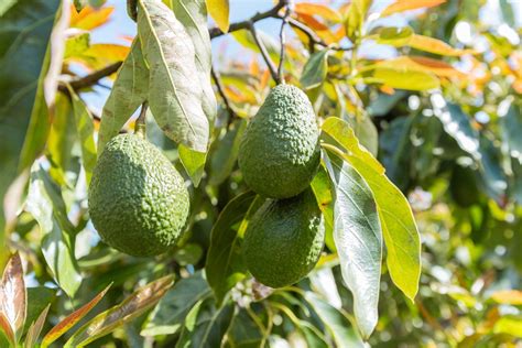 Colombia Avocado Board Reports Significant Growth
