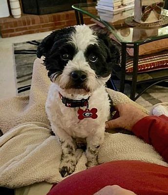 Alpharetta Ga Shih Tzu Meet Ziggy Zee A Pet For Adoption