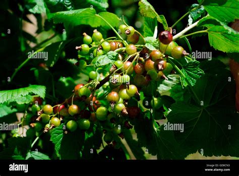 Ribena Blackcurrant Hi Res Stock Photography And Images Alamy