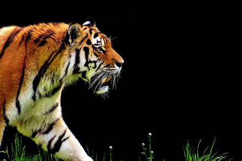 300000 Gratis Bilder Av Dyr Og Natur Pixabay