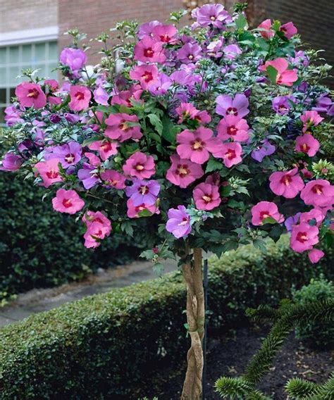 flowers | Hibiscus tree, Rose of sharon tree, Flowering trees