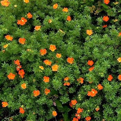 Лапчатка кустарниковая "Red Ace" | LeafGarden