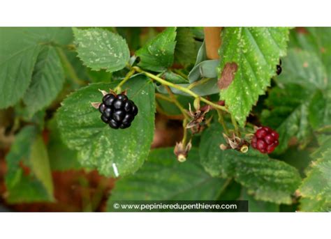 M Rier Sans Pines Dirksen Rubus Fruticosus P Pini Re Du