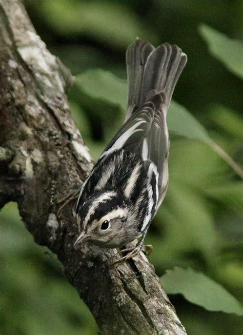 Black And White Warbler Eric Curtis Reuter Flickr