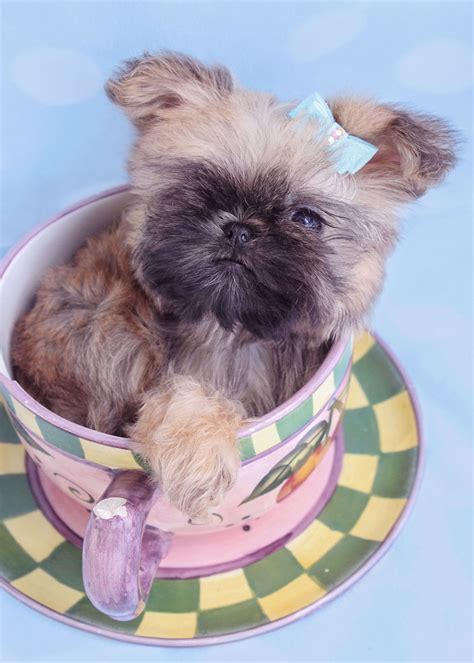 Brussels Griffon Puppies Teacup Puppies And Boutique