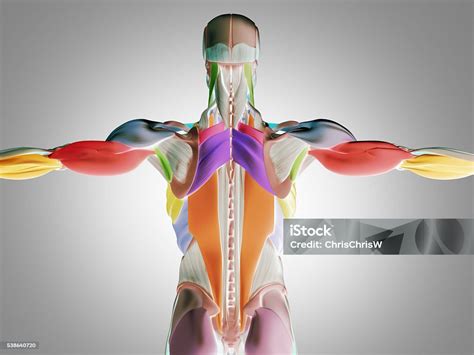 Anatomia Das Costas Humana - Foto de Anatomia Humana Músculos Das Costas Do Torso Ilustração 3d e ...