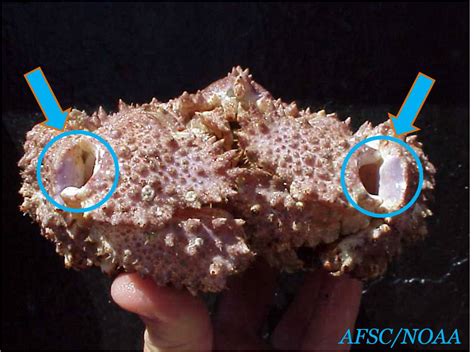 Snow Crab Love Its My Crab In A Box