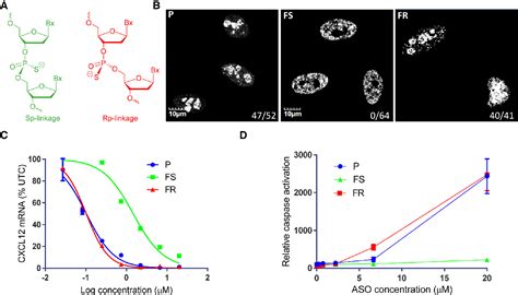 Figure 1 From Understanding The Effect Of Controlling Phosphorothioate